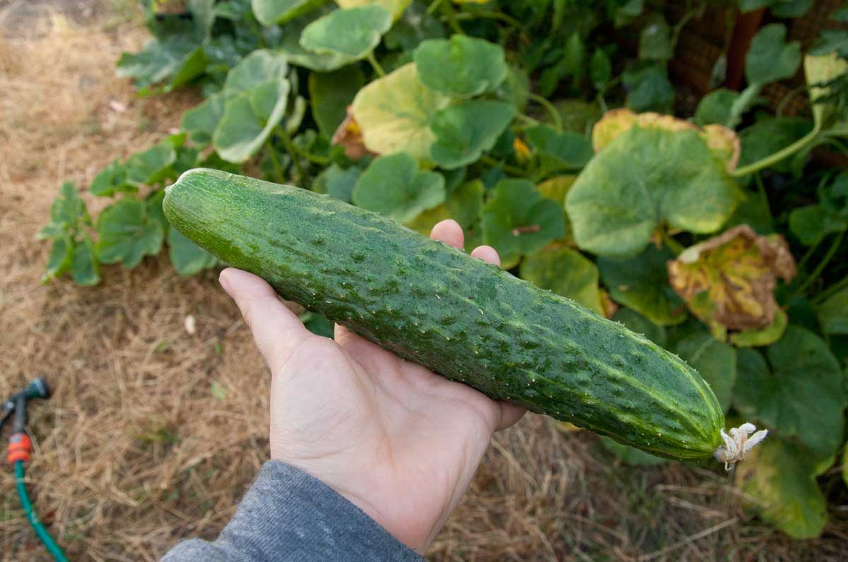 Cucumber Dildo 110
